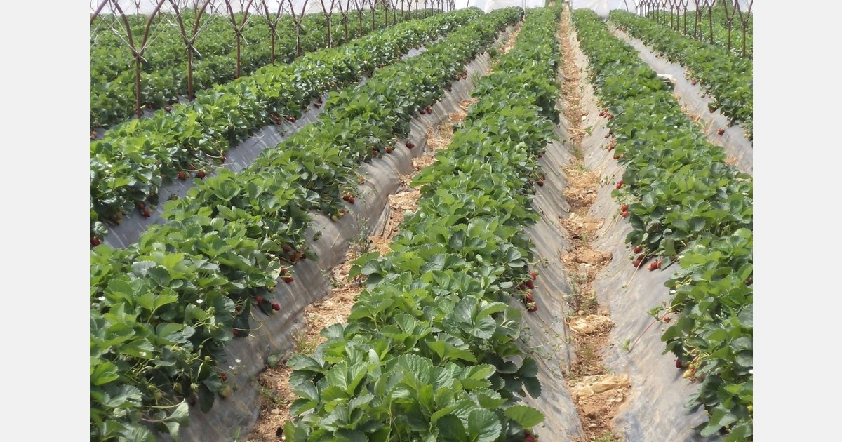 Strong price pressure on Greek strawberries