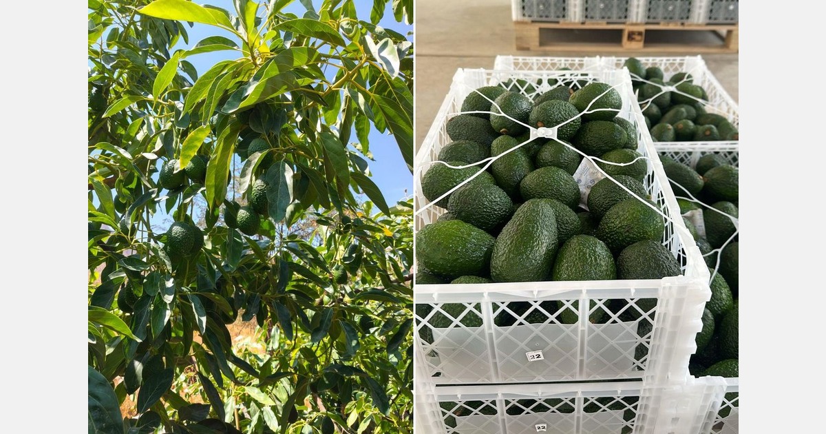 First months of the year offer a strong export window for Peruvian avocados
