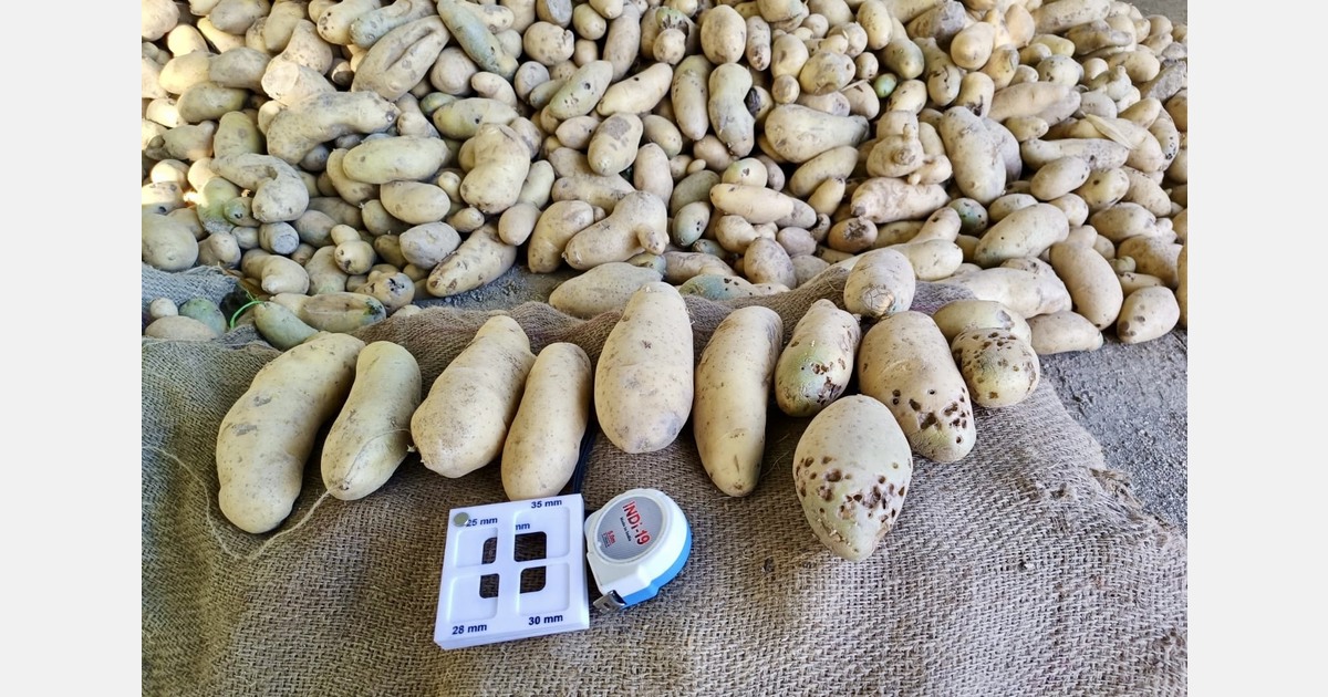 "India’s table potatoes need processing sector's value-chain discipline"