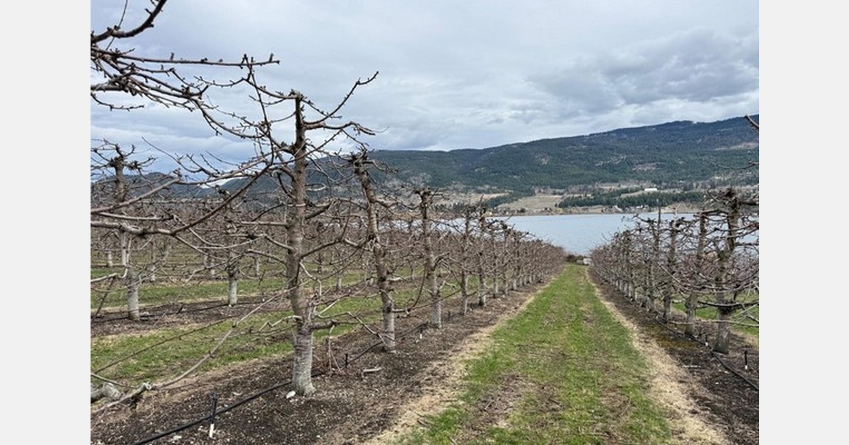 Positive signs for Canadian cherry season
