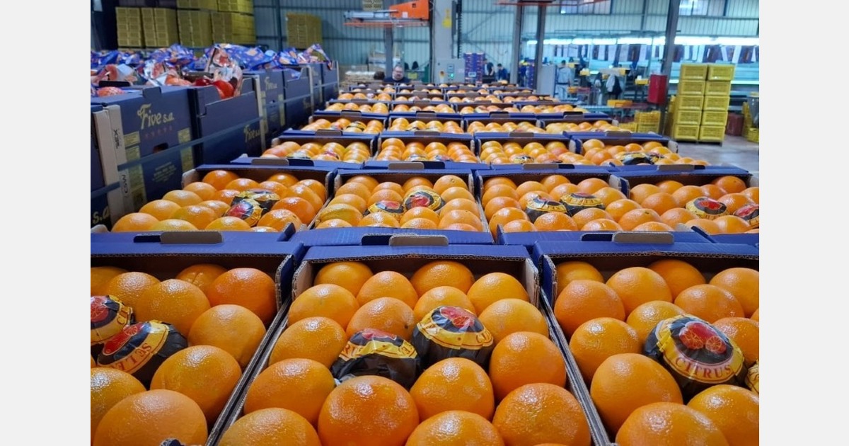 Improved quality but very low sales for Greek Valencia oranges