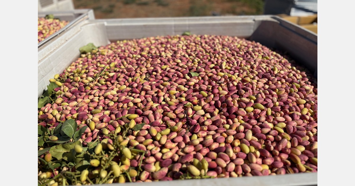 Pistachio grower hits stride as demand grows