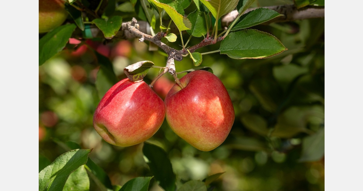 New Zealand apple season starts strongly with Jazz and Envy sales