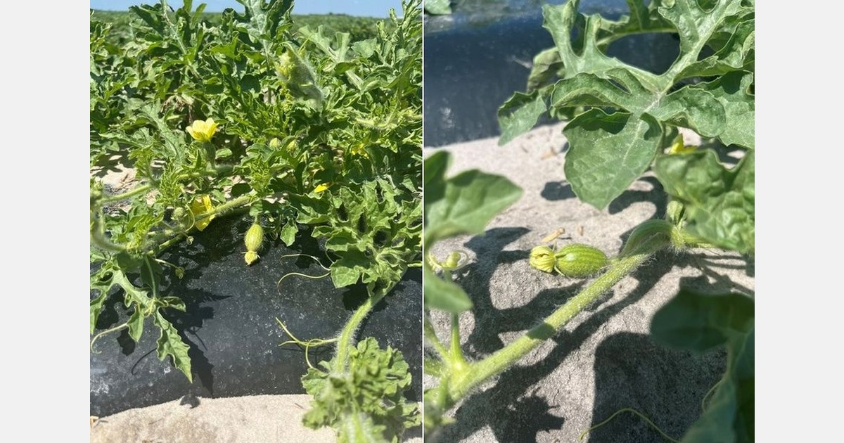 Florida watermelon season will kick off with limited volumes this week