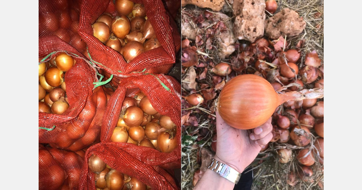 "Morocco imported much more onions from the Netherlands than usual"