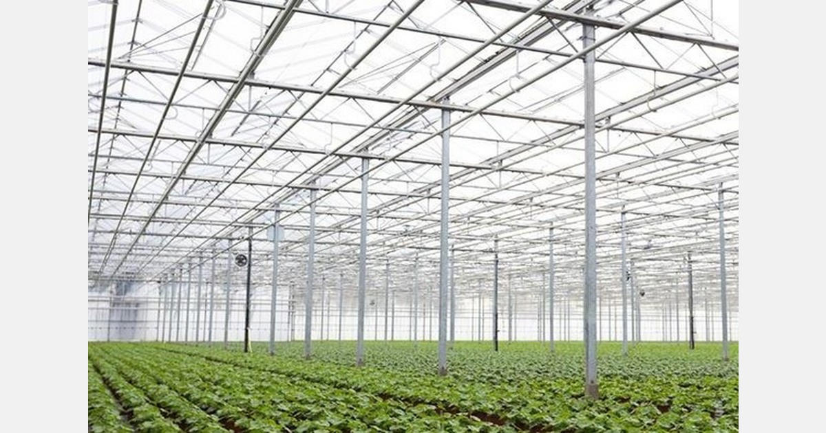UK growers face higher electricity costs as standing charges rise