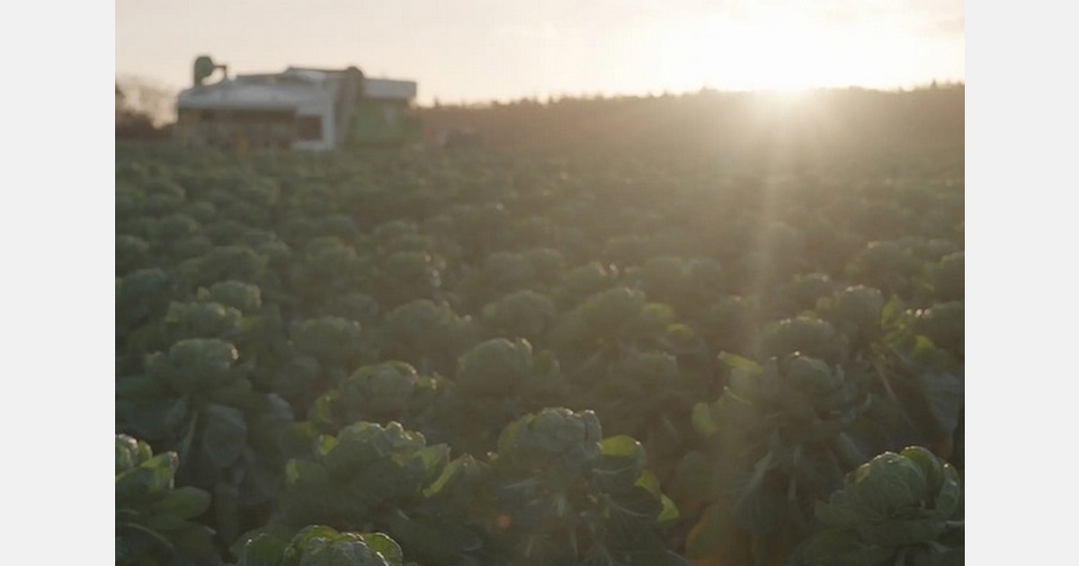 Sainsbury’s signs five-year contracts with 62 UK berry farms