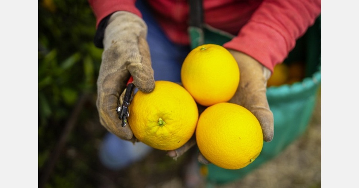 South African citrus exports expected at 210–215 million cartons in 2026