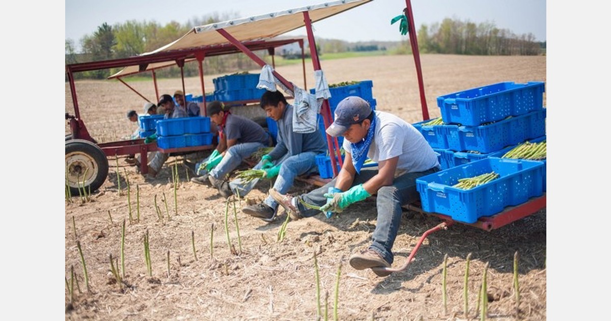 Cold winter bodes well for upcoming Michigan asparagus