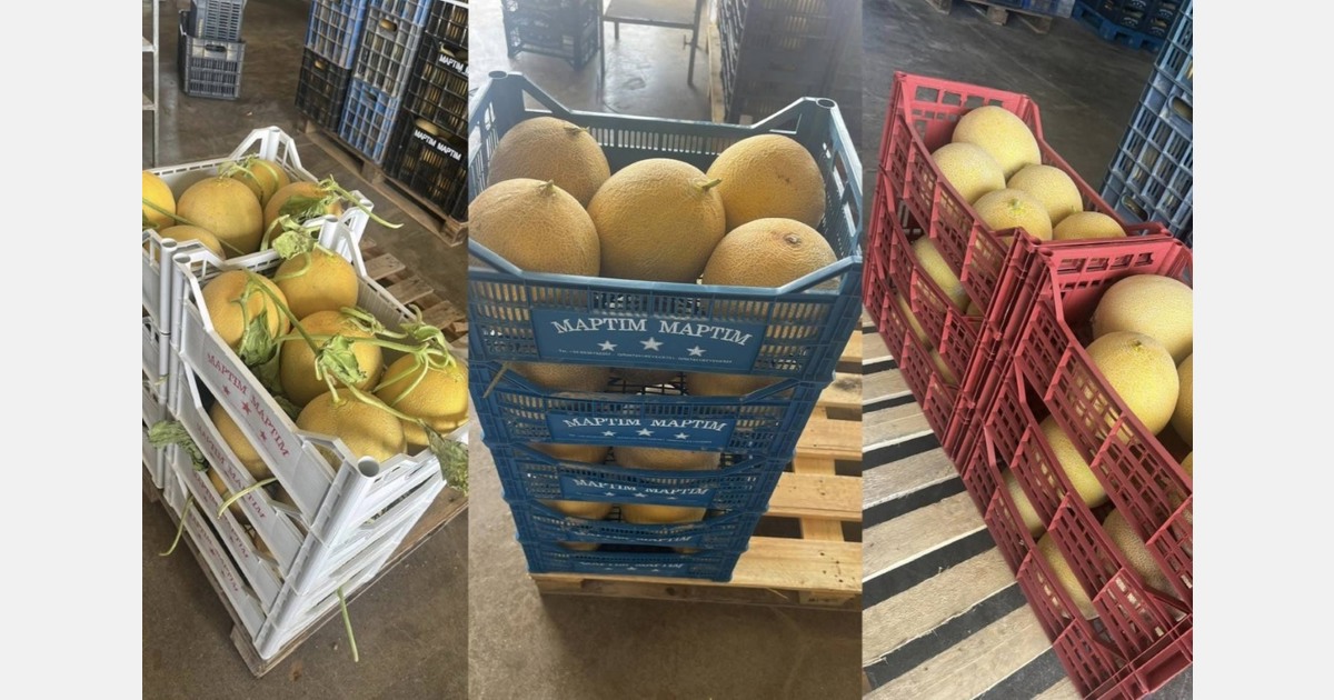 Unsuccessful early melon crop in Crete, Greece