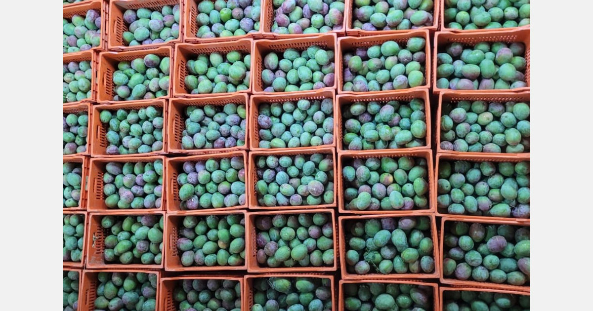 Towards an early start to the Senegalese mango season