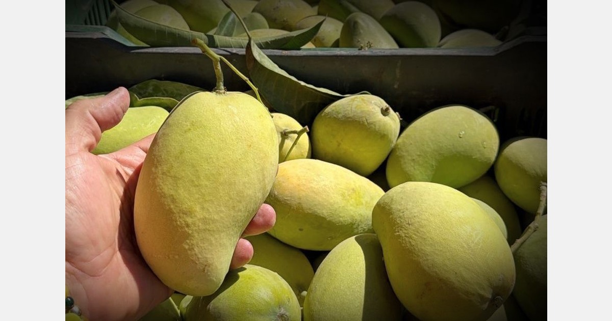 Challenging outlook for Mexico’s main mango growing regions