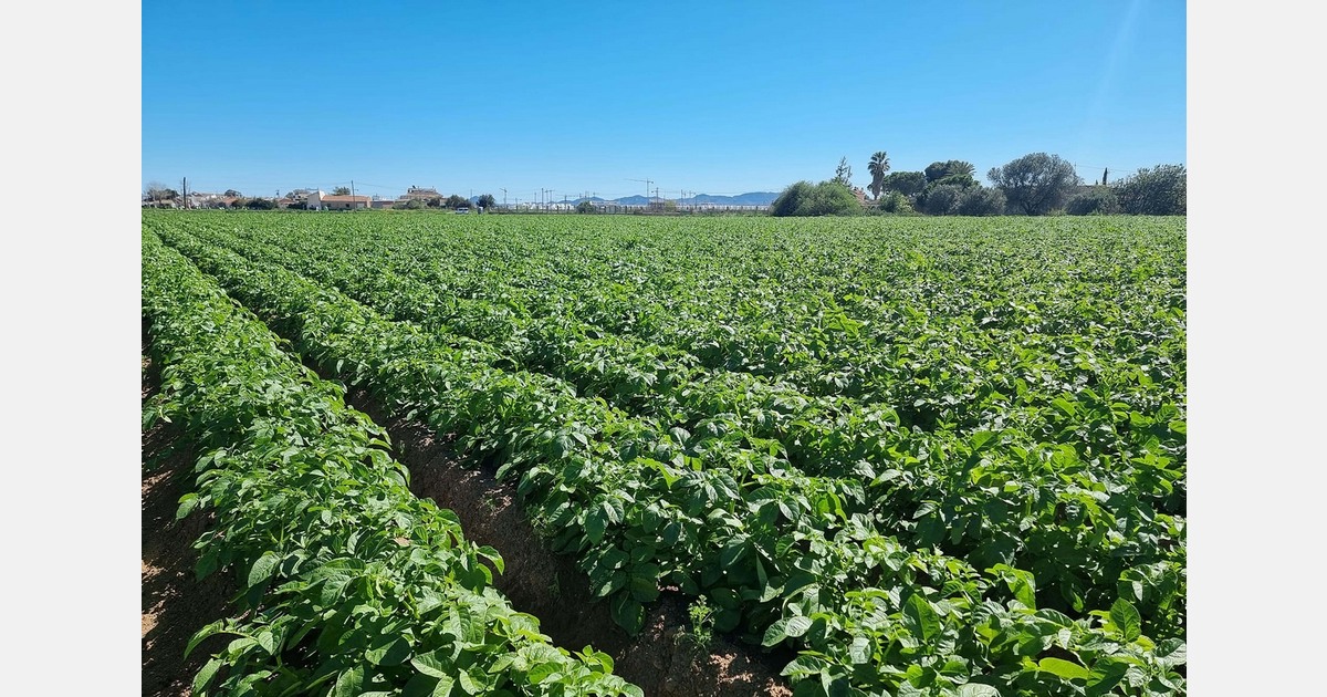 Europlant expands potato varieties across European markets