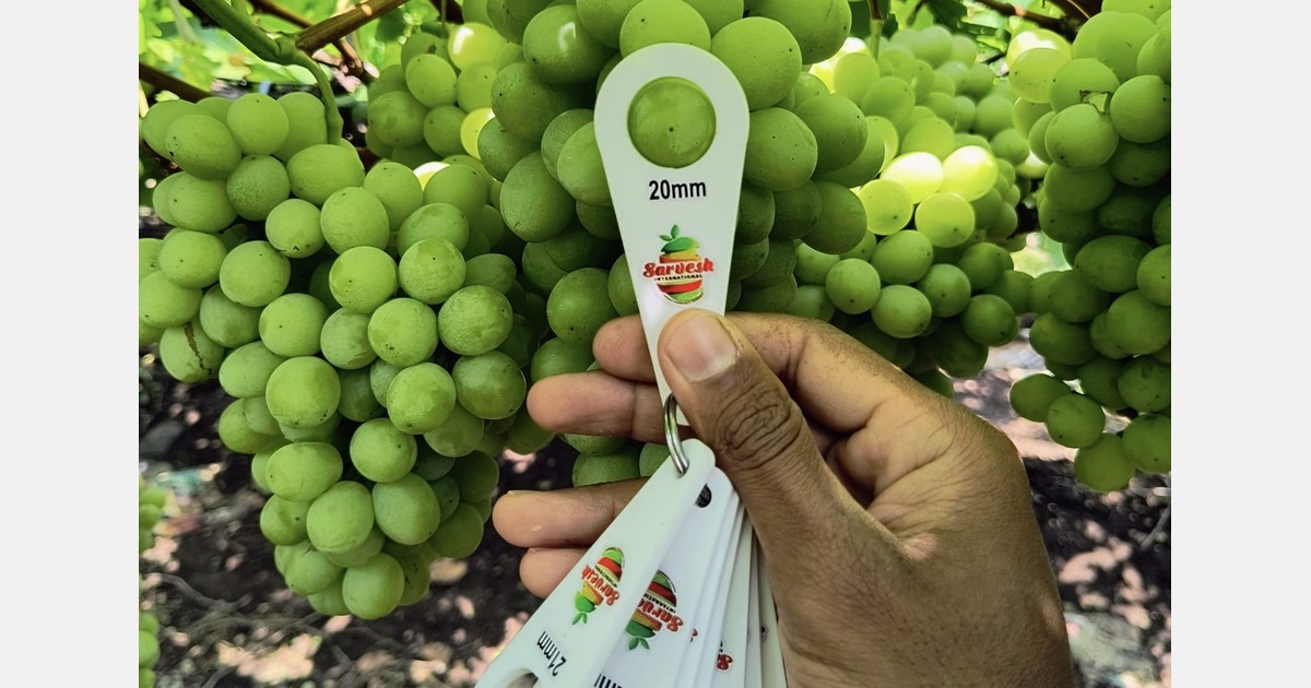 “India’s grape season wraps up with 10,000-15000 tonnes left to be harvested for exports”