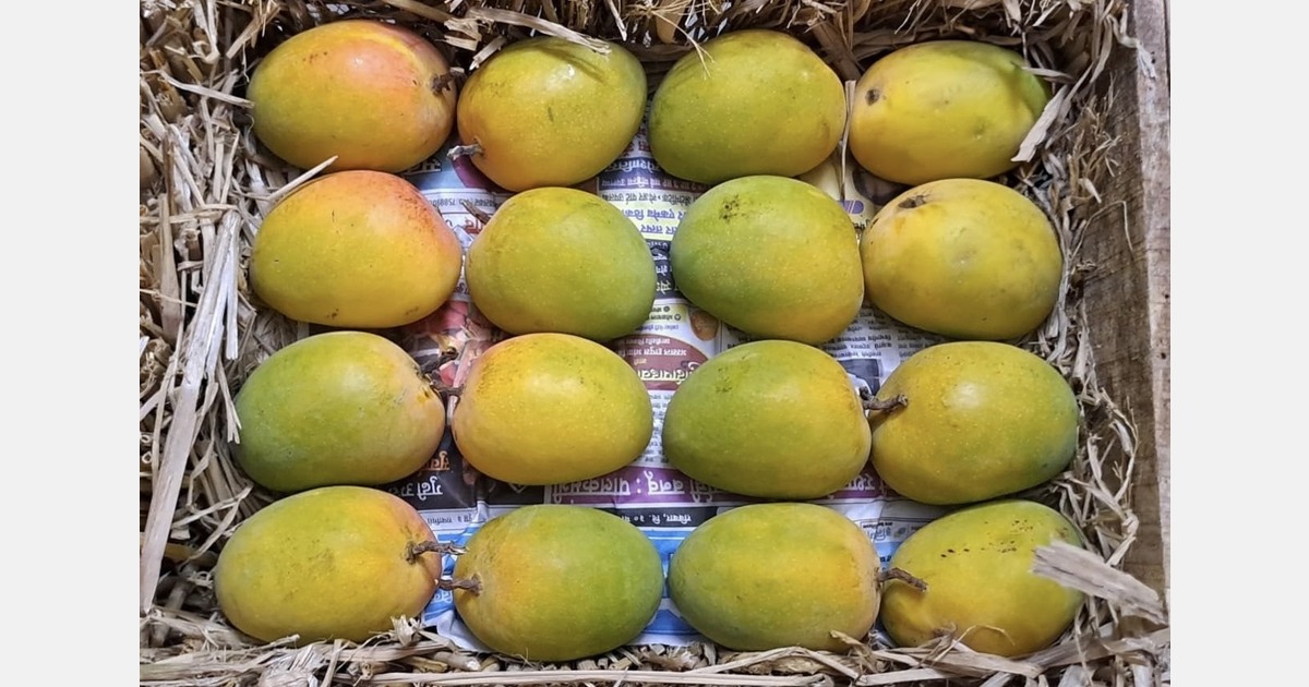 “Traditional Alphonso buyers hold on, but value‑for‑money is gaining ground”