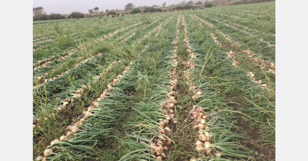 Toubacouta fair in Senegal to bring together potato and onion growers