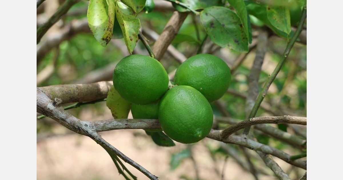 Mexican lime supply expected to see improvements
