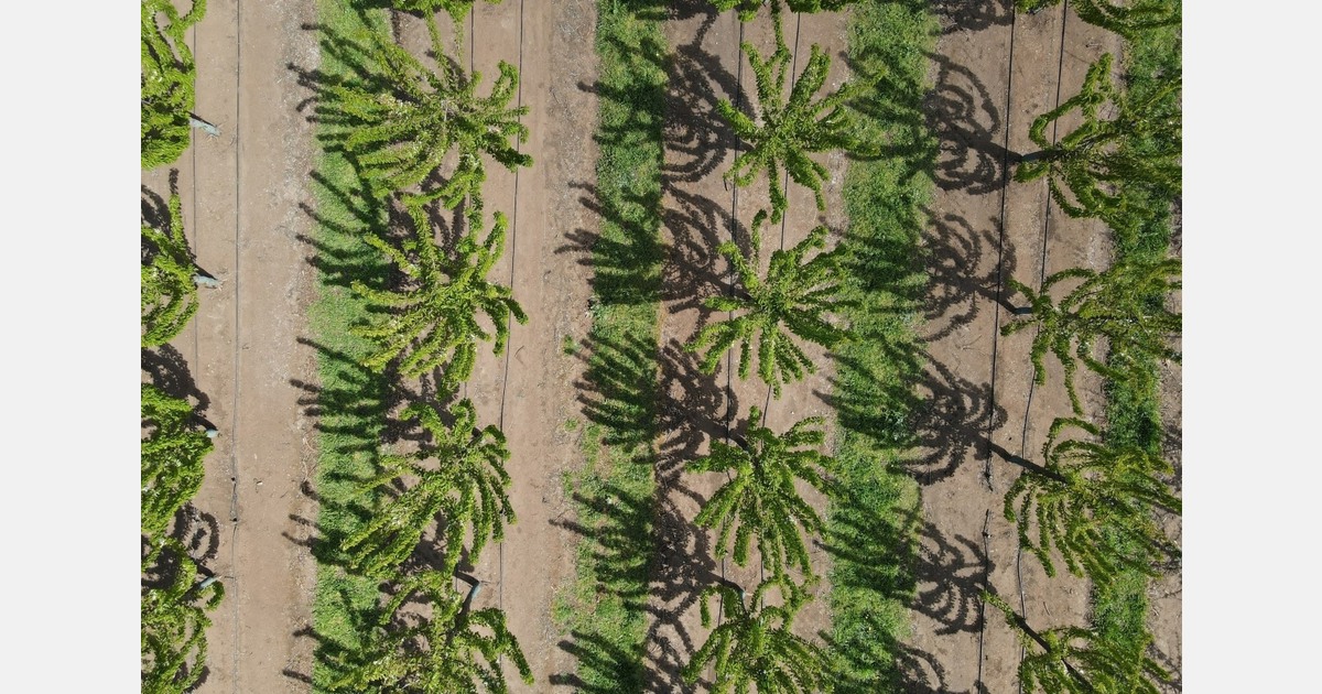 Encouraging messages for this year’s peach season in Imathia, Greece