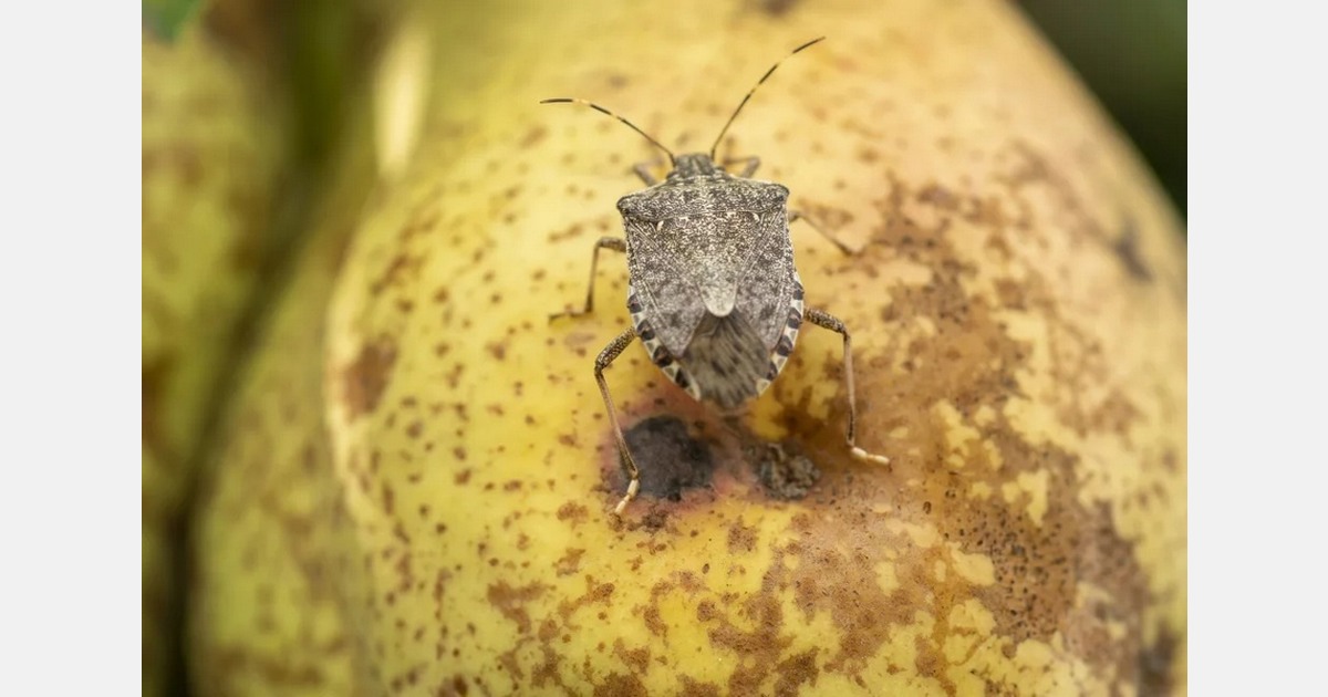 New Zealand prepares for brown marmorated stink bug threat
