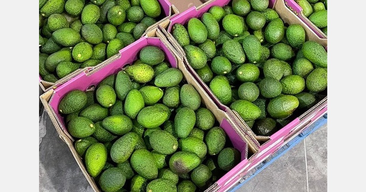 "A lot of fruit is being exported to relieve the burden on the domestic market"