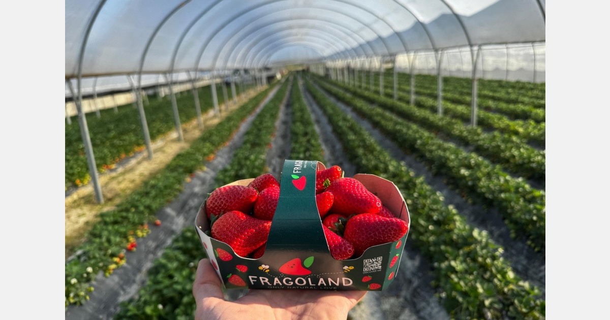 "This strawberry season is not considered among the strongest in terms of yield"