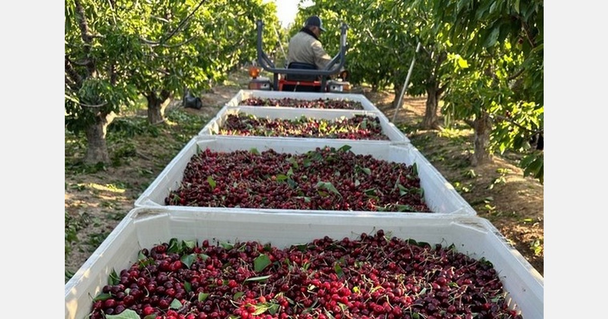 California heat brings on early start to cherry season