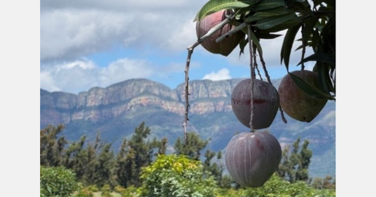 Sun World International and Mission Produce announce collaboration