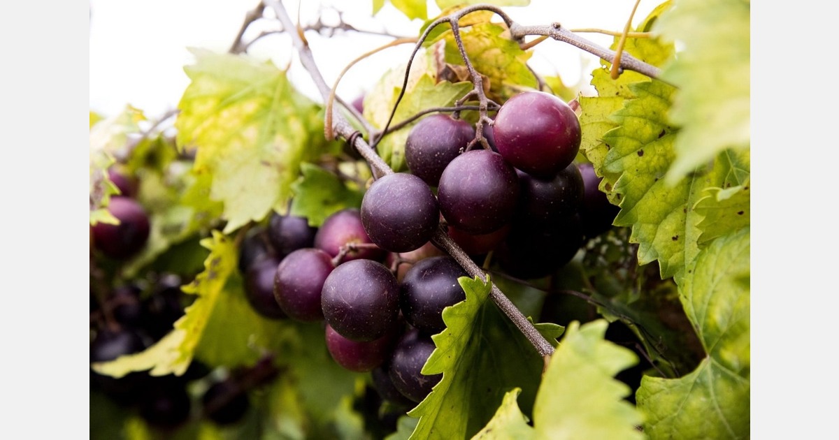 U.S. researchers develop markers to predict seedless grapes
