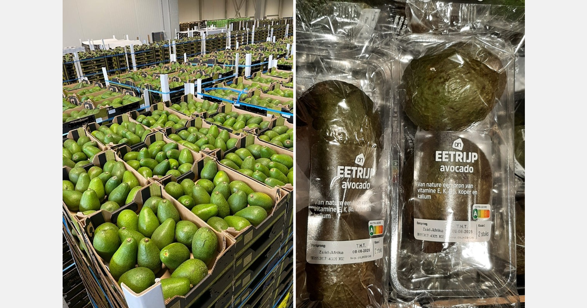 Mild, moist summer suits South African avocados to a tee