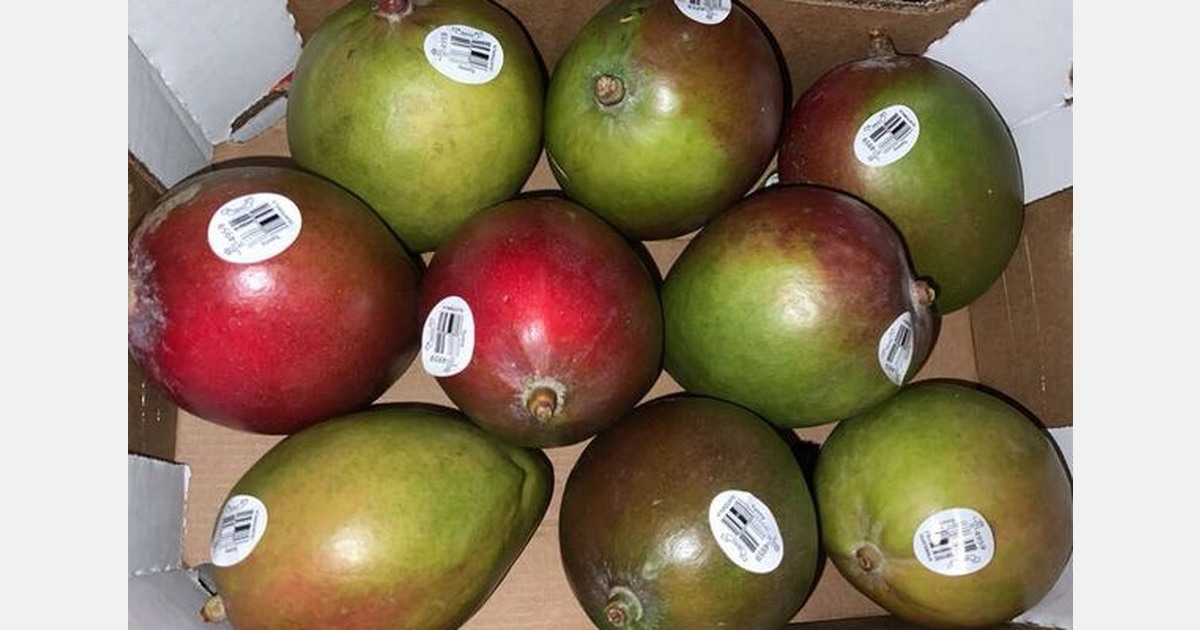 High fuel prices offer mangoes from Guatemala a competitive advantage