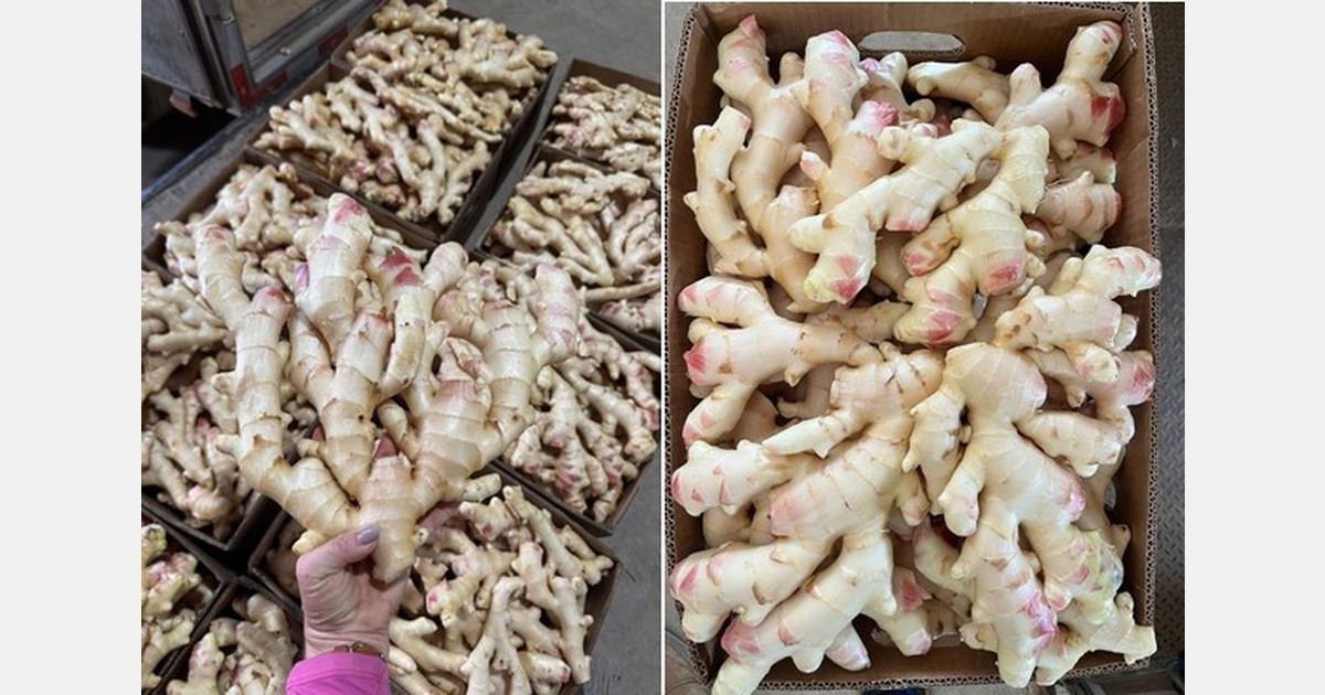 Demand inconsistent for Brazilian young ginger