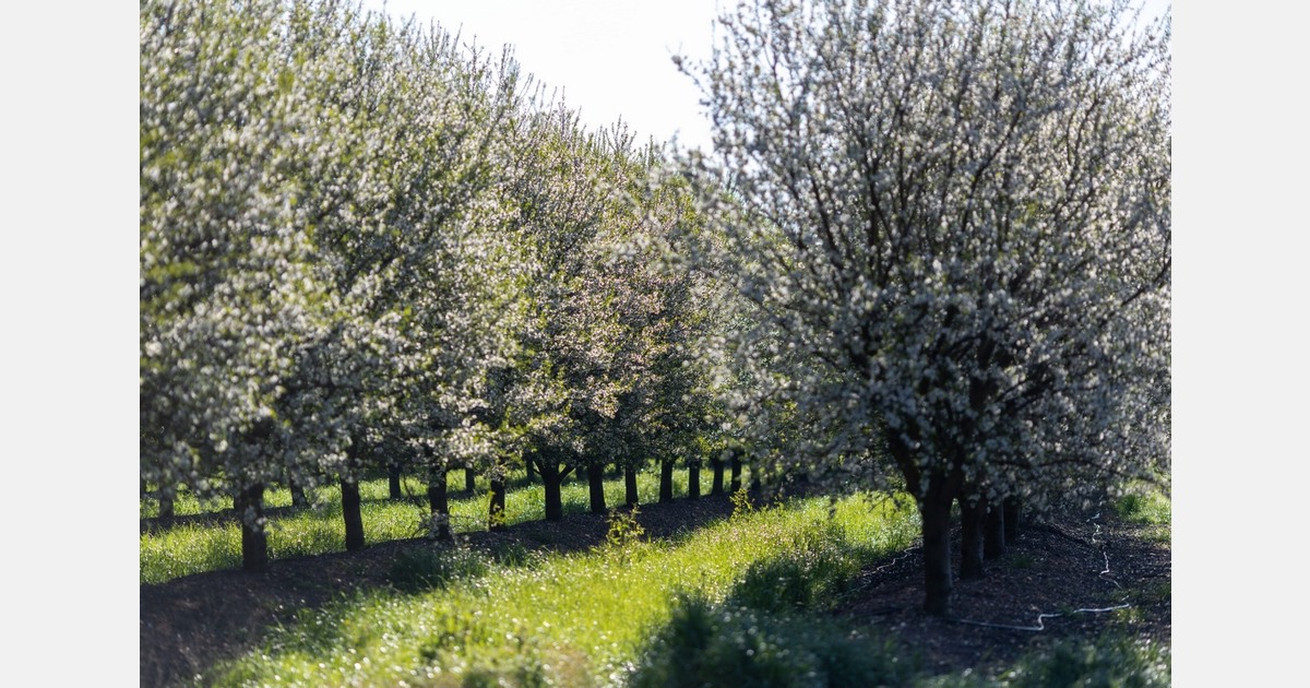 Pollination monitoring trial launched in Spanish and Portuguese almond orchards