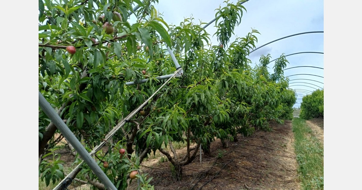 Spanish stone fruit season 2026 off to a strong start