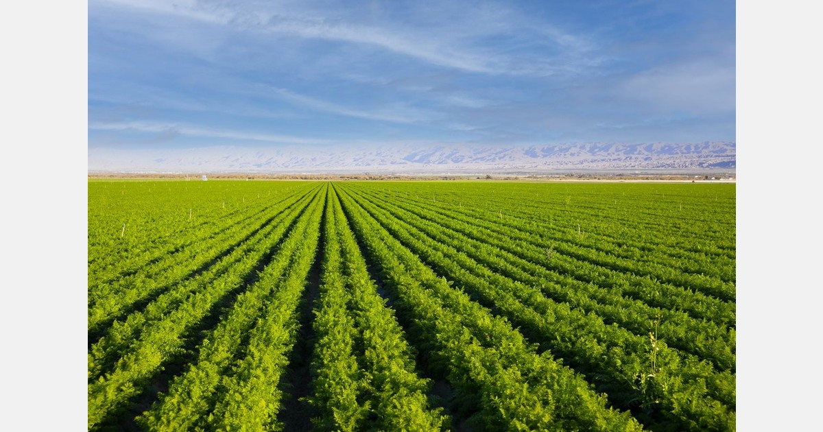 Carrot supply started to rebound in second half of winter
