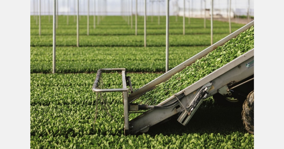 Babyleaf spinach adapts to climate and year-round demand