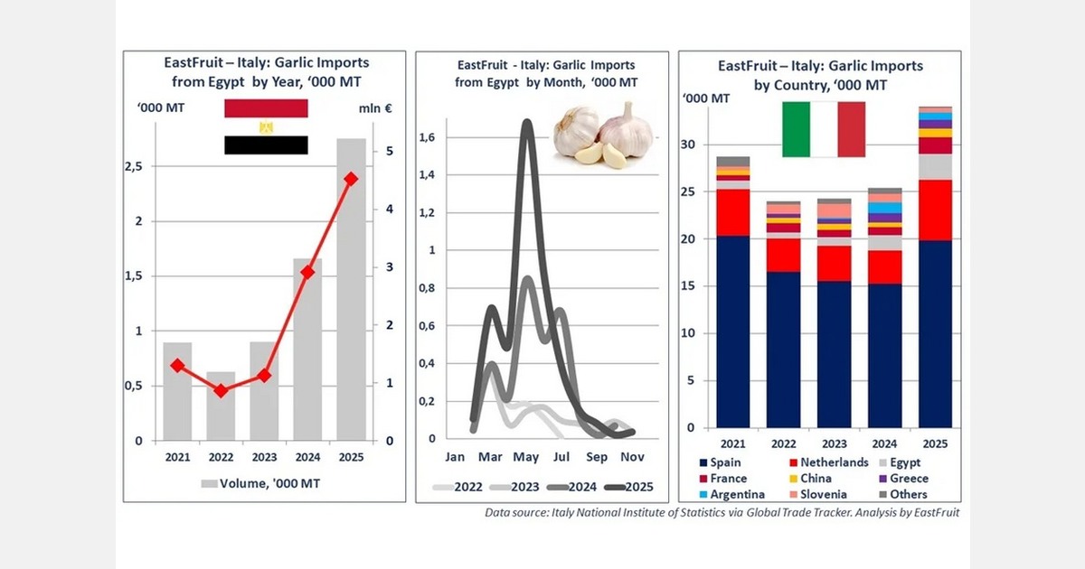 Egyptian garlic exports to Italy rise 55% to record level