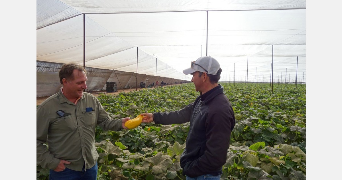 Wide variety of organic vegetables from Mexico coming on for spring season