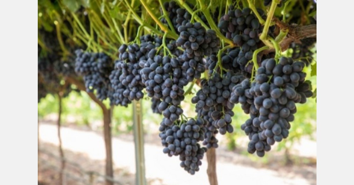 Egyptian administrative court confirms validity of plant variety protection for Sugrathirteen