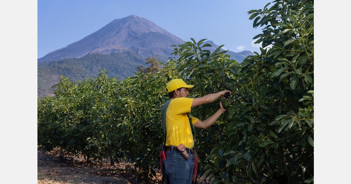 Canada’s avocado consumption market offers meaningful room for expansion