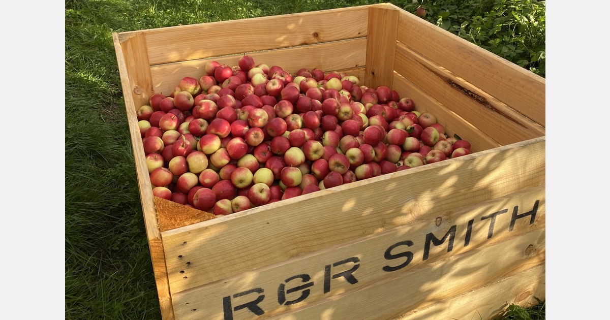 Blissful season blooms for Tasmanian apple grower