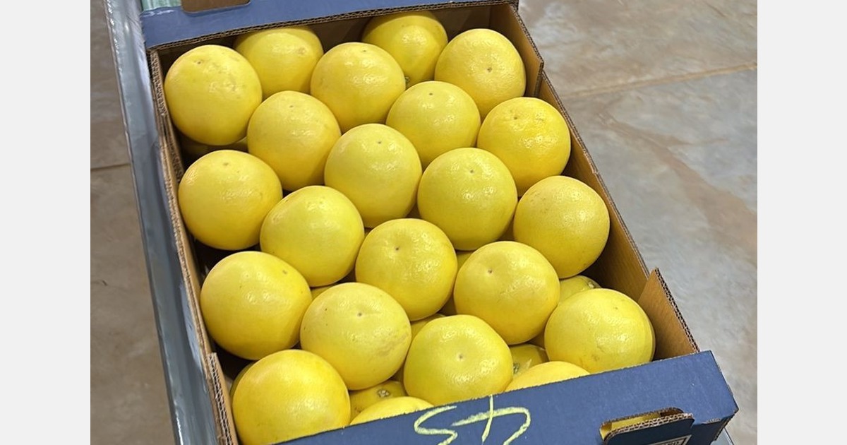 "Marsh grapefruit is an older variety, but it is still very highly valued in certain markets"