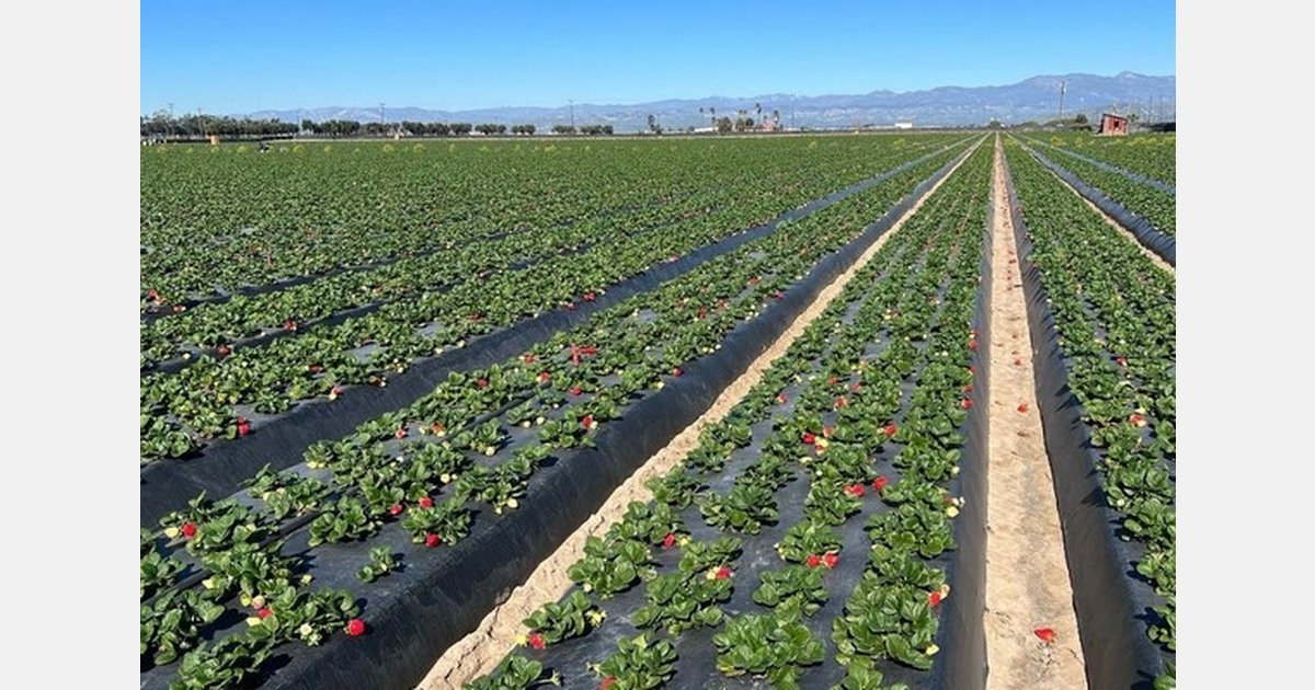 California strawberry supply tighter