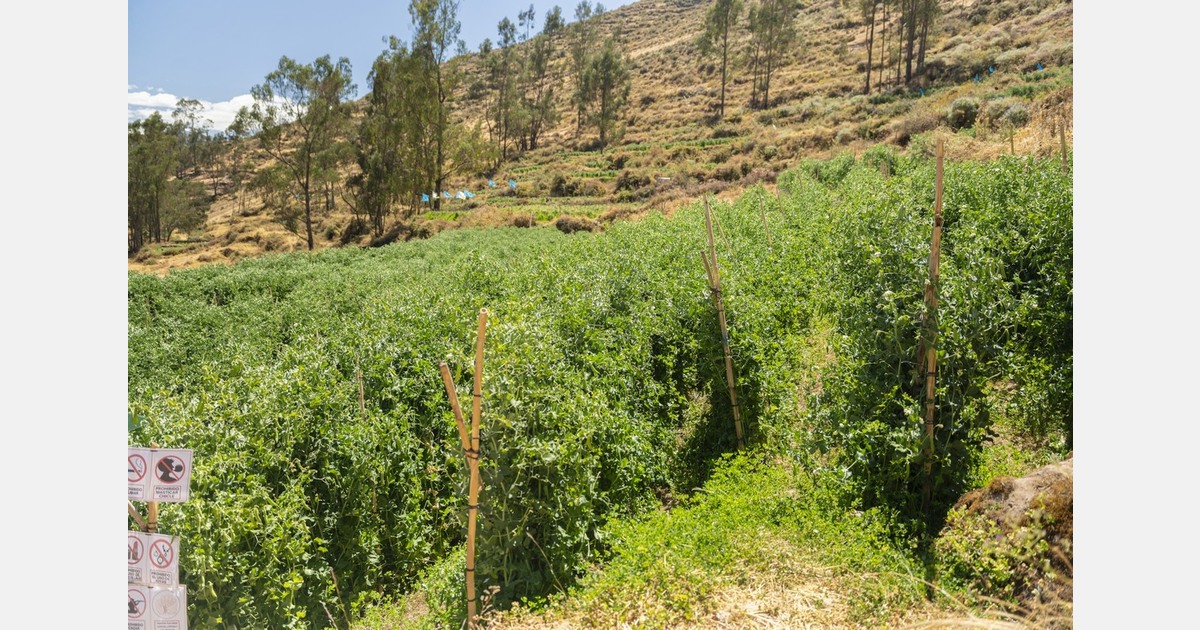 Specialty vegetable exports to Canada expand with dual-origin supply