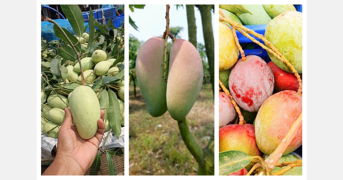 Bangladeshi mango production set for 25% jump amid rising export challenges