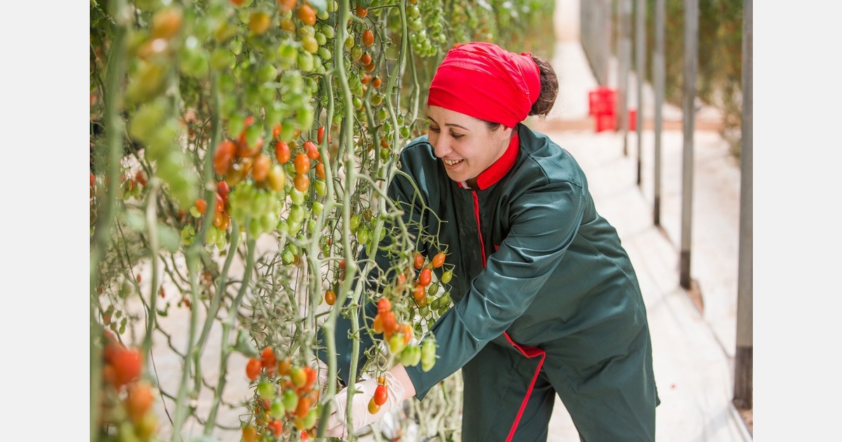 Moroccan tomato exports hit record highs amid structural pressure on the sector