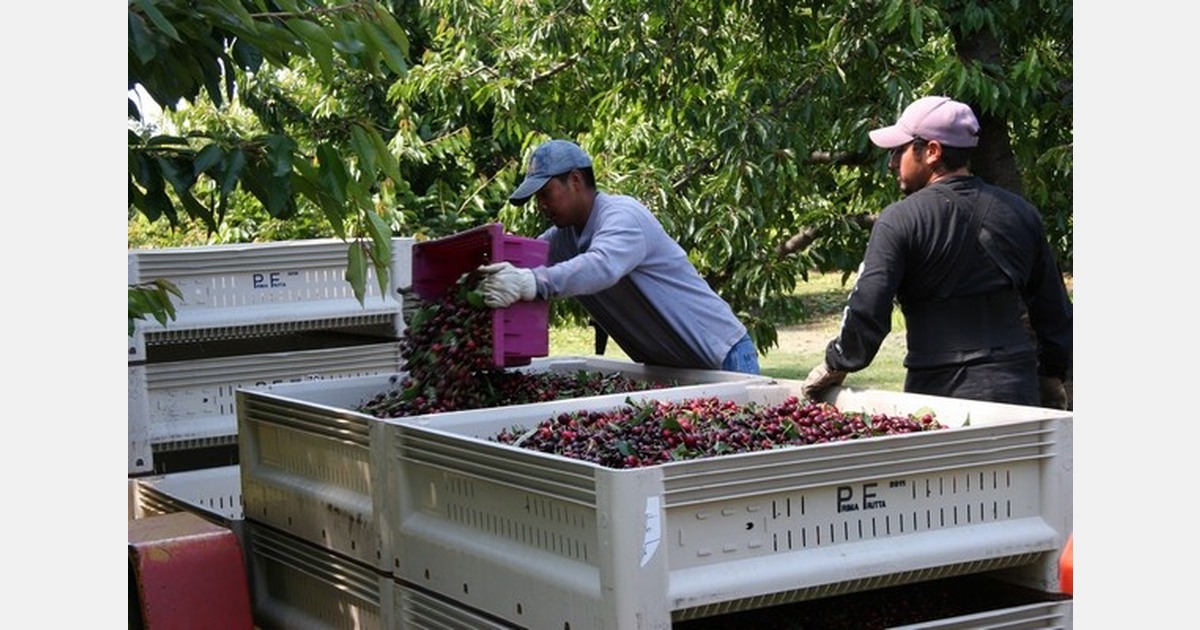 Cherry growers still evaluating crop post California rains