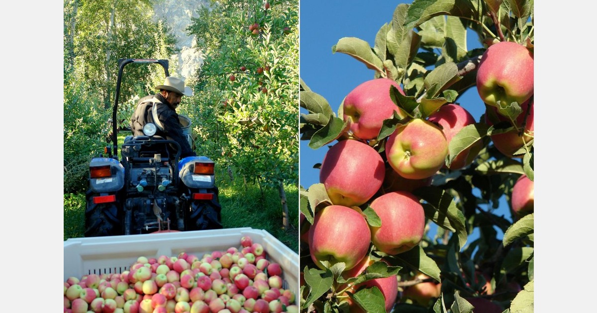 Anticipating strong demand for organic import apples from the southern hemisphere