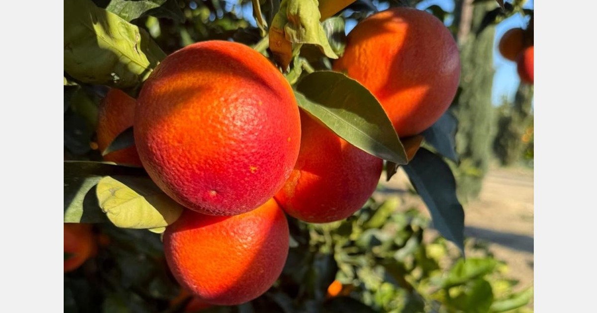 Unifrutti acquires Fondaco Nuovo citrus operation in Sicily