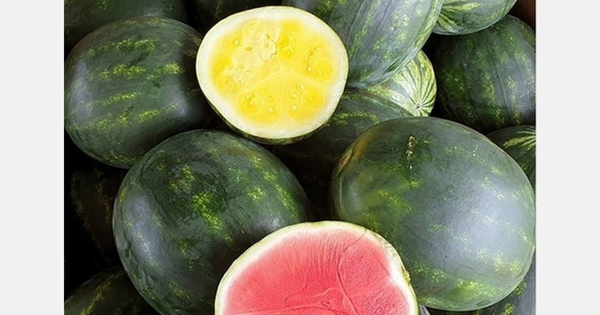 Low prices force melon grower to reconsider exports