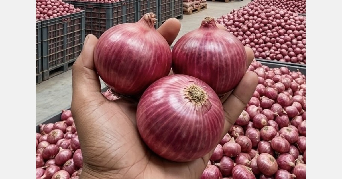 “India’s pink Garwa onions face 25% production drop and crop quality pressures”